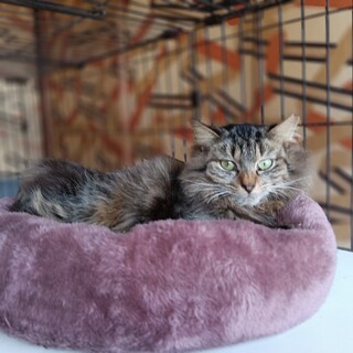 甘えん坊長毛ゆうちゃん女の子　5歳