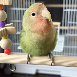 里親決まりました