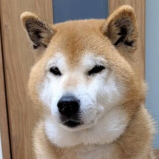 穏やかシニア柴犬