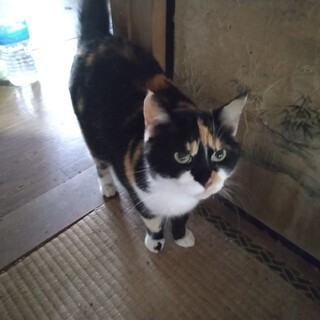 人懐っこく穏やかな三毛猫