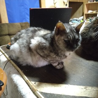 小柄で人懐っこい性格