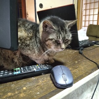 いつも人のそばにいるツンデレ猫