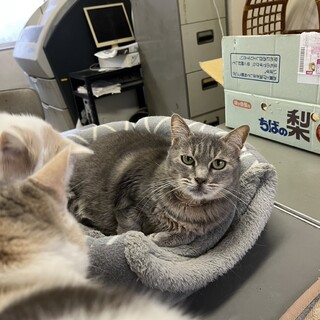 初対面でも人懐っこい穏やかな性格