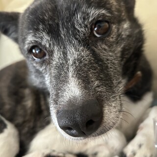 【急募】雑種4歳 オス