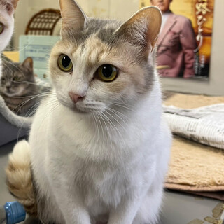 人懐っこく穏やかな性格