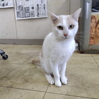 臆病だけど優しい性格