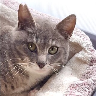 温厚でマイペース、グレーとベージュ系のテル君