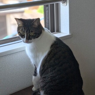 【猫】里親募集