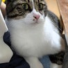 【猫】里親募集