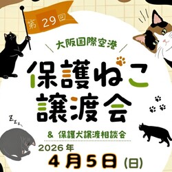 大阪国際空港✈保護ねこ譲渡会
