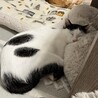 ひでもふえりもふ