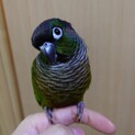 ウロコインコの里親募集！