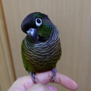 ウロコインコの里親募集！