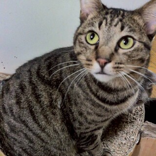 人懐っこいキジトラの男の子