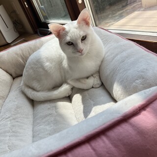 頭の模様が特徴的なプイプイ