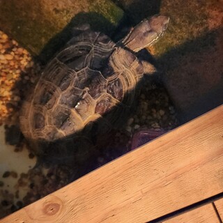 クサガメの女の子