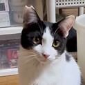白黒ハチワレ穏やかでマイペースなニコ君