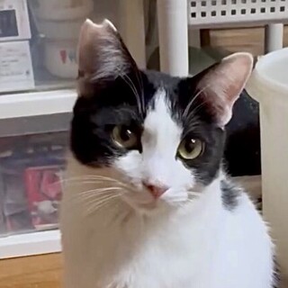 白黒ハチワレ穏やかでマイペースなニコ君