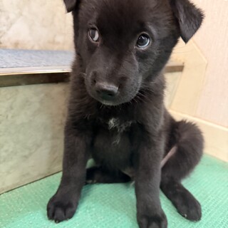 人も犬も大好きな1ヶ月半の男のコ