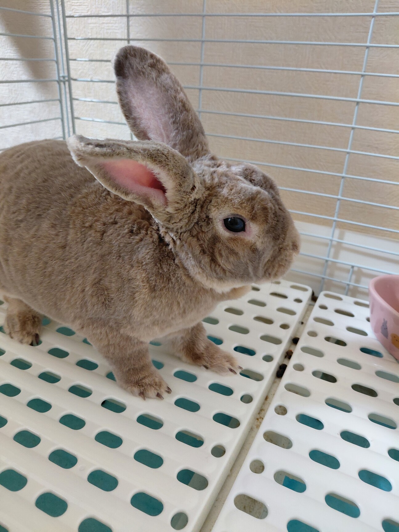うさぎ（レッキス、オス）」東京都 - 小動物の里親募集(538080