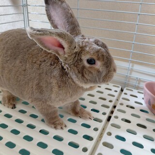 うさぎ（レッキス、オス）の里親様を募集します!