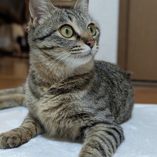 なでなで大好き♡狐顔のキジトラちゃん