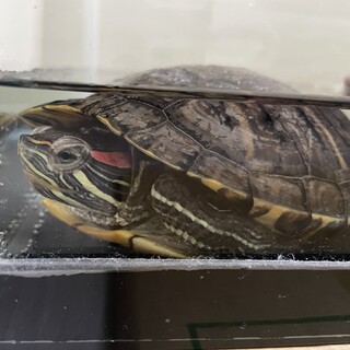 可愛いカメの里親探し中です