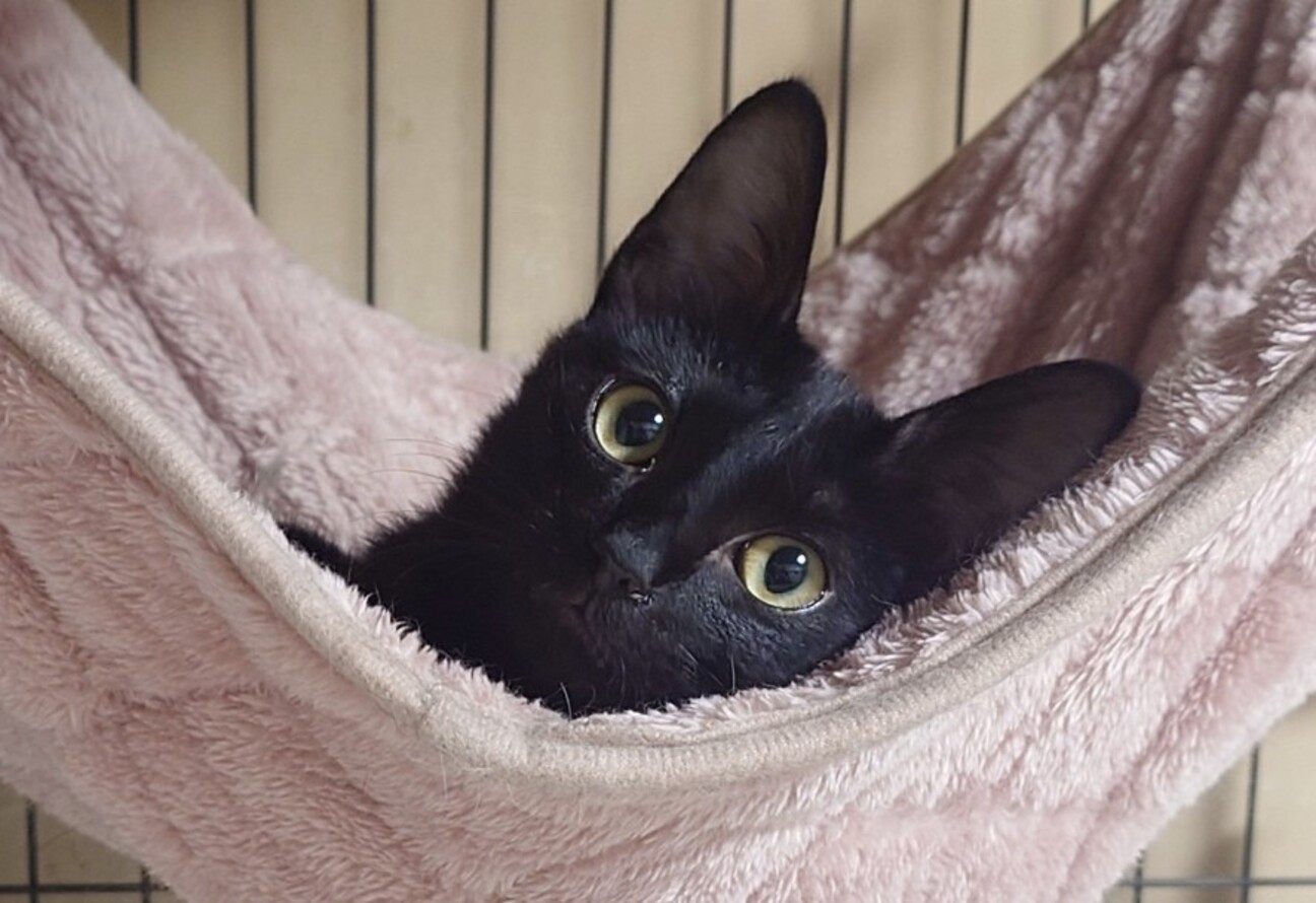 白血病だけど元気いっぱい!!黒猫シバ君の写真