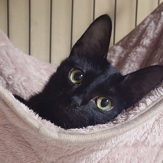 中毛の可愛い黒猫シバ君