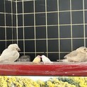  文鳥 雛 1羽決まりました。あと1羽里親募集中