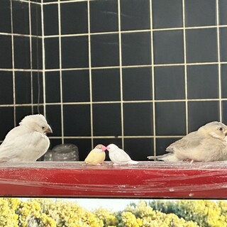  文鳥 雛 1羽決まりました。あと1羽里親募集中