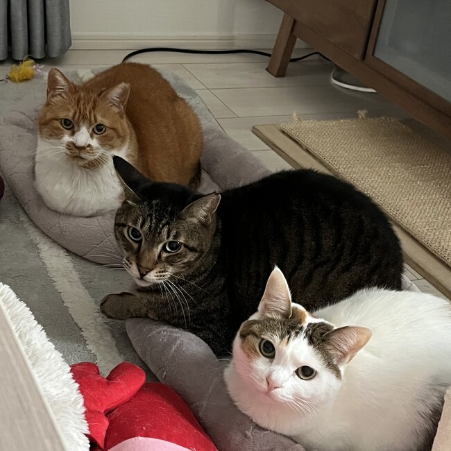 ひでもふえりもふのカバー写真