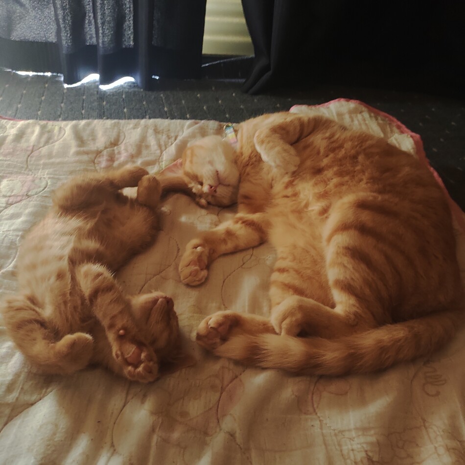 恋叶れんとのカバー写真