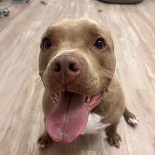 だーちゃん！アメリカンブリー×ブルドック