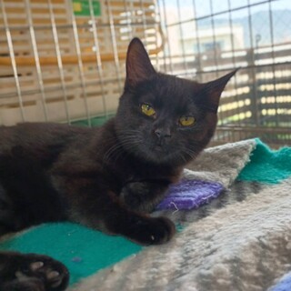 マオちゃんの家族募集