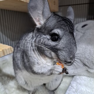 チンチラ女の子2才です。