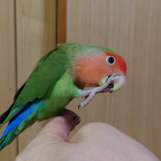 コザクラインコの里親募集！