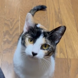 お顔は個性的だけど人馴れ抜群可愛い『えみ』