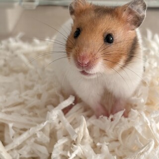 ゴールデンハムスターヶ月半の女の子です。