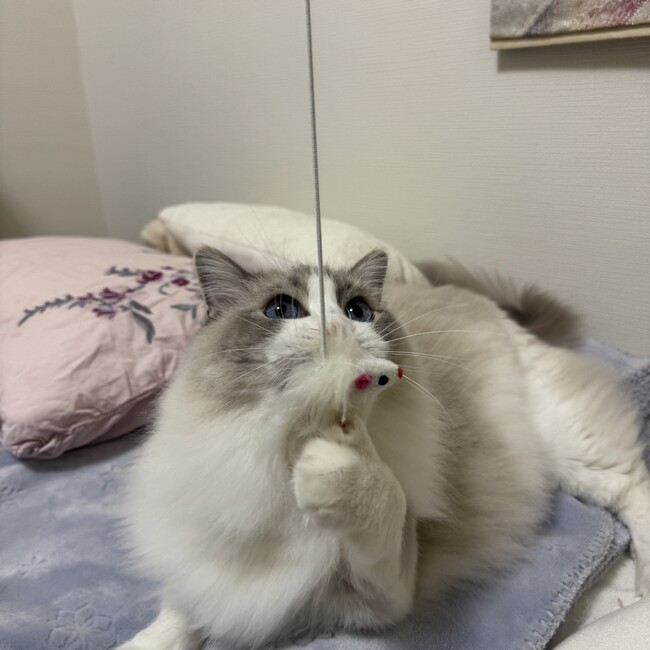 Gotensunのカバー写真