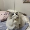 Gotensunさん