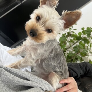 甘えん坊な優しいヨーキーちゃん。