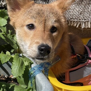 保健所からレスキュー！柴犬風のサチちゃん