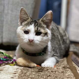 目の障害あり人馴れ抜群の男の子　家族募集