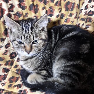 アメリカンショートヘアっぽい柄の細身の女の子B