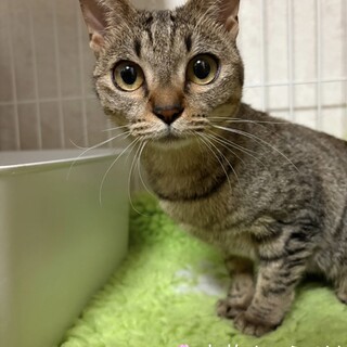 子猫たち参加予定♪譲渡会で会えます