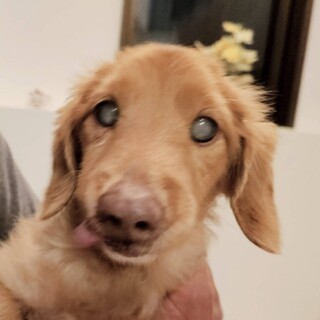 可愛いシニアのダックスフント