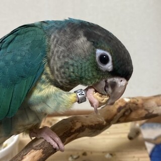 ウロコインコ里親様募集