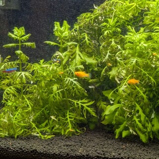 小型熱帯魚（モーリー、コリドラス等）の里親募集