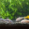 小型熱帯魚（モーリー、コリドラス等）の里親募集 サムネイル2
